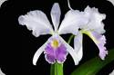 Ca. Dupreana June Bride